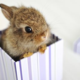 Consciously Pregnant (CP)